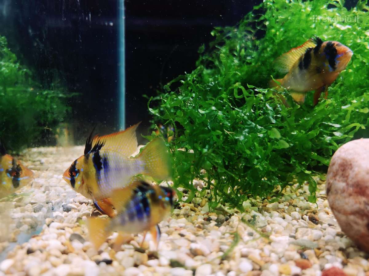 Apistogramma Ramirezi - nuotraukos Nr. 15