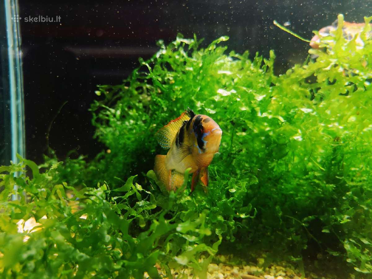 Apistogramma Ramirezi - nuotraukos Nr. 16