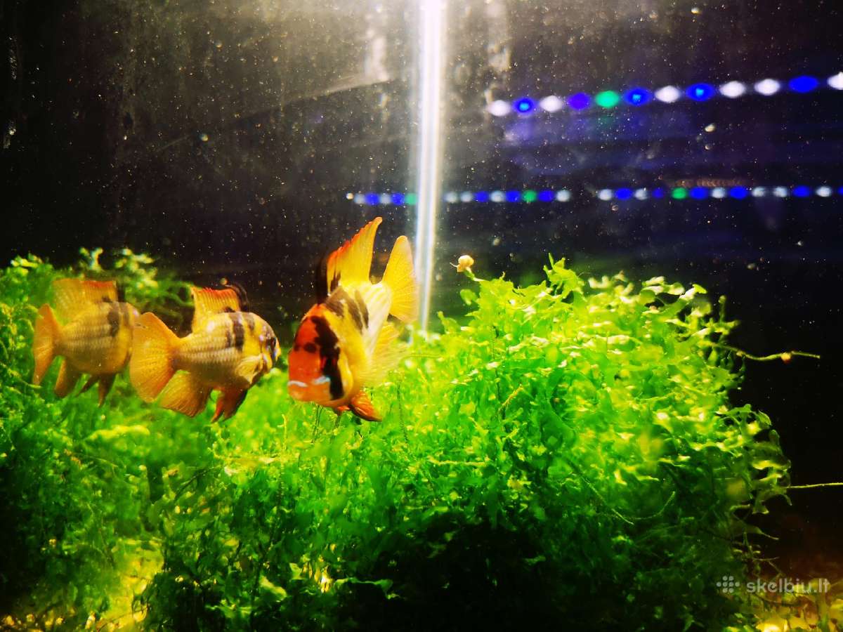 Apistogramma Ramirezi - nuotraukos Nr. 17