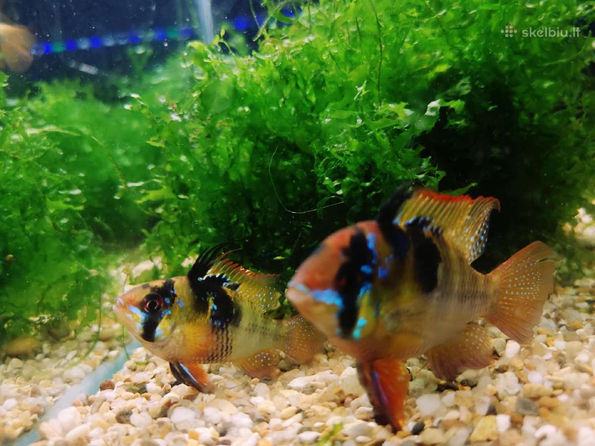 Apistogramma Ramirezi - nuotraukos Nr. 19