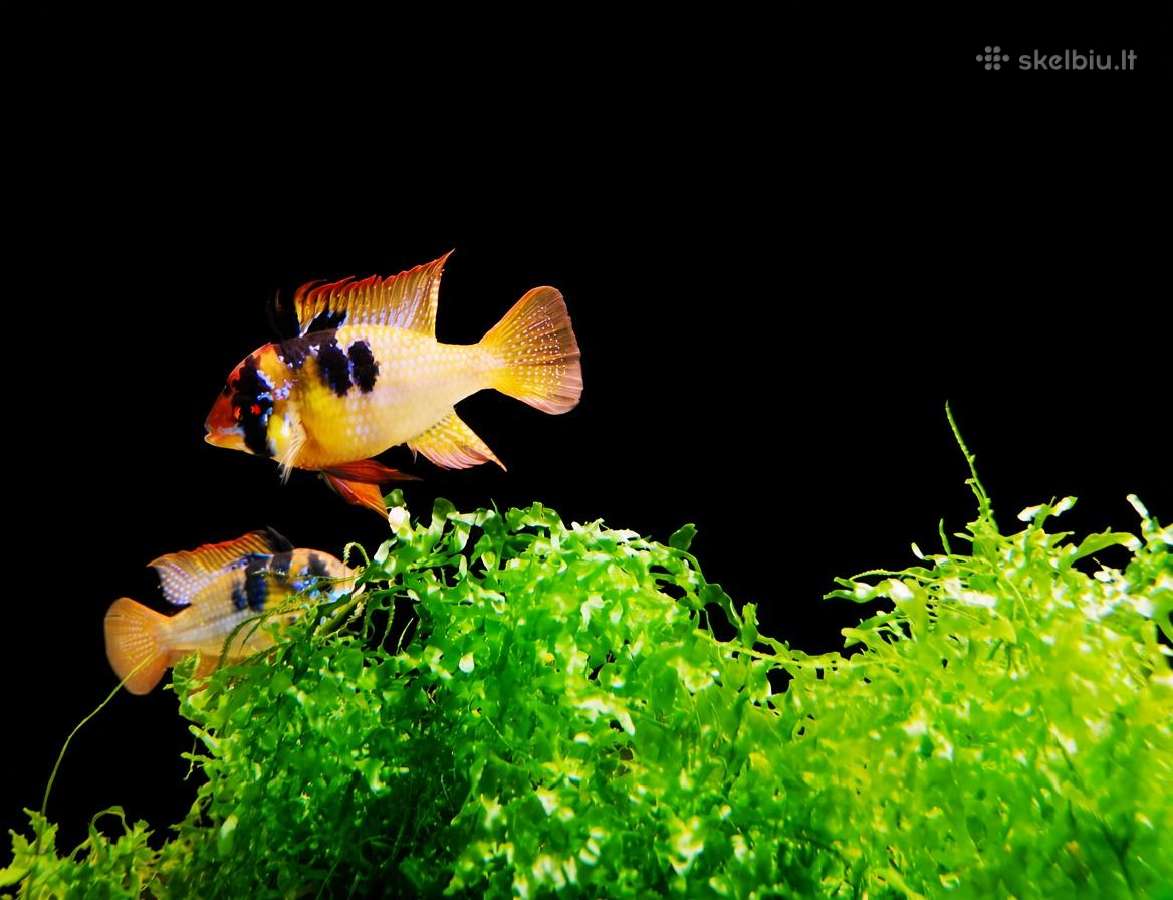 Apistogramma Ramirezi - nuotraukos Nr. 2