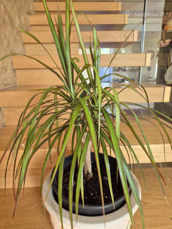 Kambarine gele dracena . - nuotraukos Nr. 2