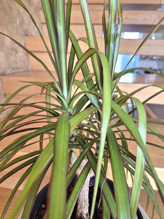 Kambarine gele dracena . - nuotraukos Nr. 3