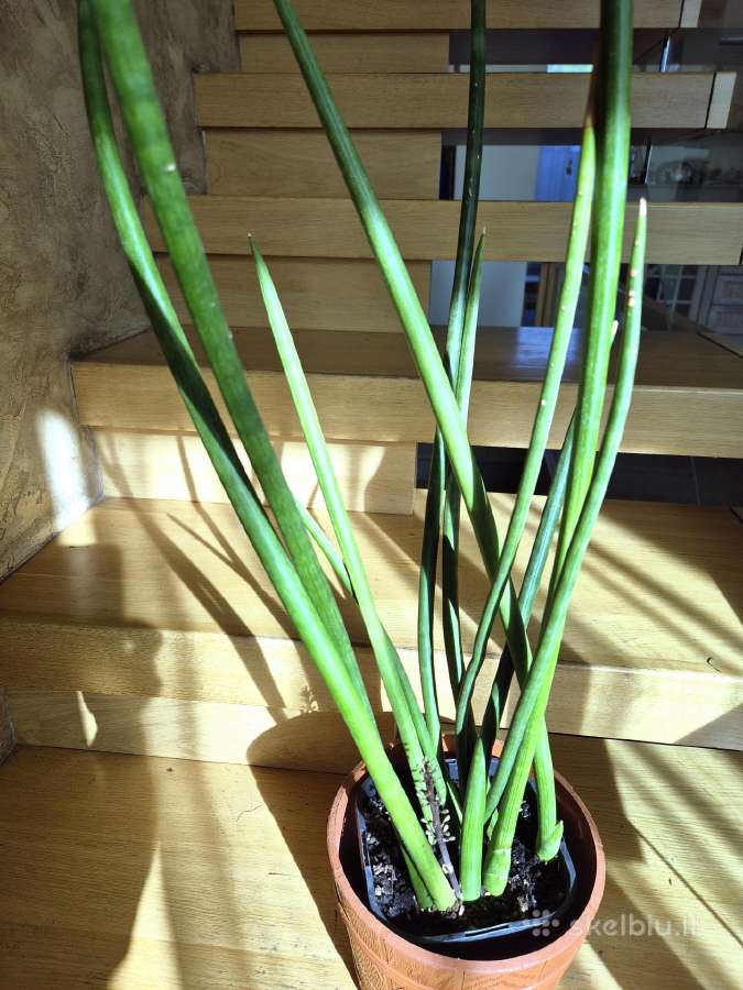 Kambarine gele"sansevjera cylindruca". - nuotraukos Nr. 2