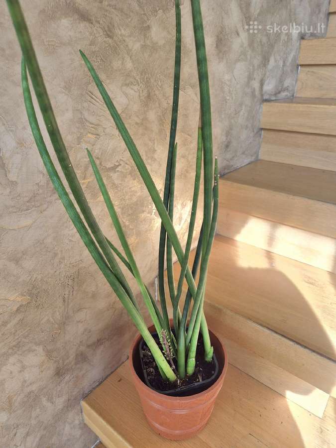 Kambarine gele"sansevjera cylindruca". - nuotraukos Nr. 3