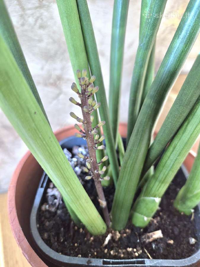 Kambarine gele"sansevjera cylindruca". - nuotraukos Nr. 4