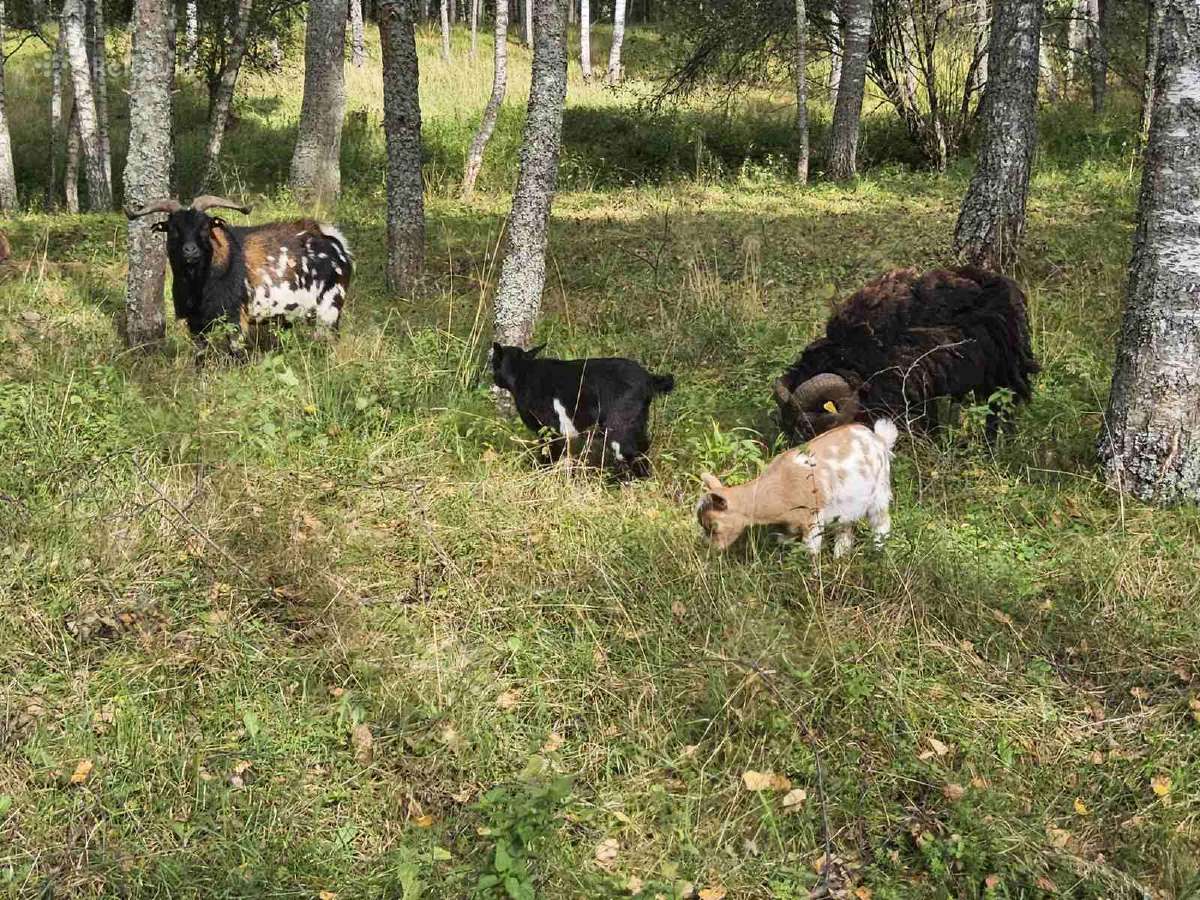 Parduodamos dvi olandų mini veislės ožkytės - nuotraukos Nr. 2