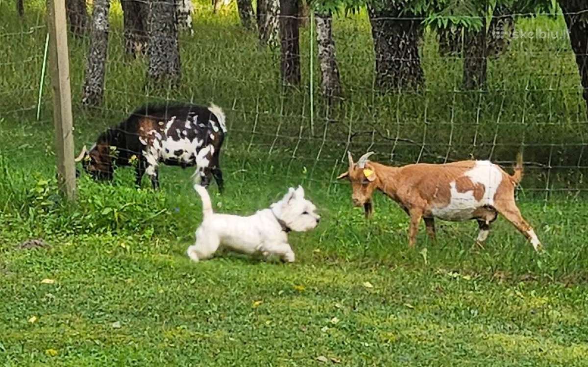 Parduodamos dvi olandų mini veislės ožkytės - nuotraukos Nr. 3