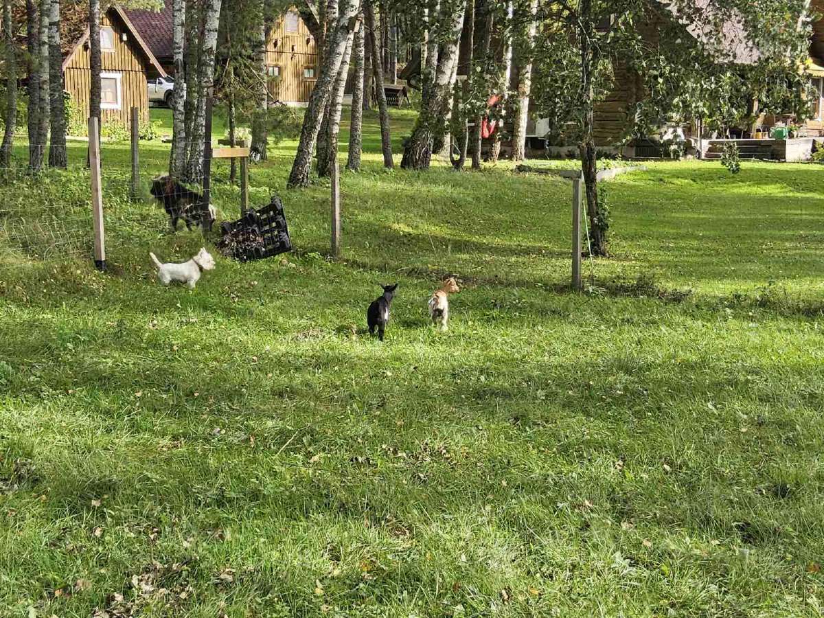 Parduodamos dvi olandų mini veislės ožkytės - nuotraukos Nr. 4