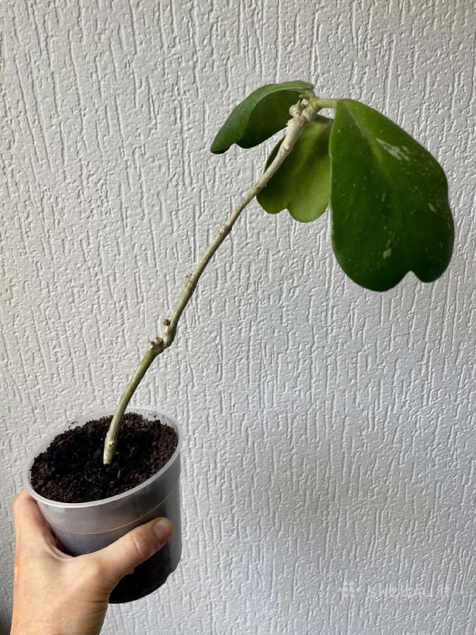 Hoya Kerrii - nuotraukos Nr. 2