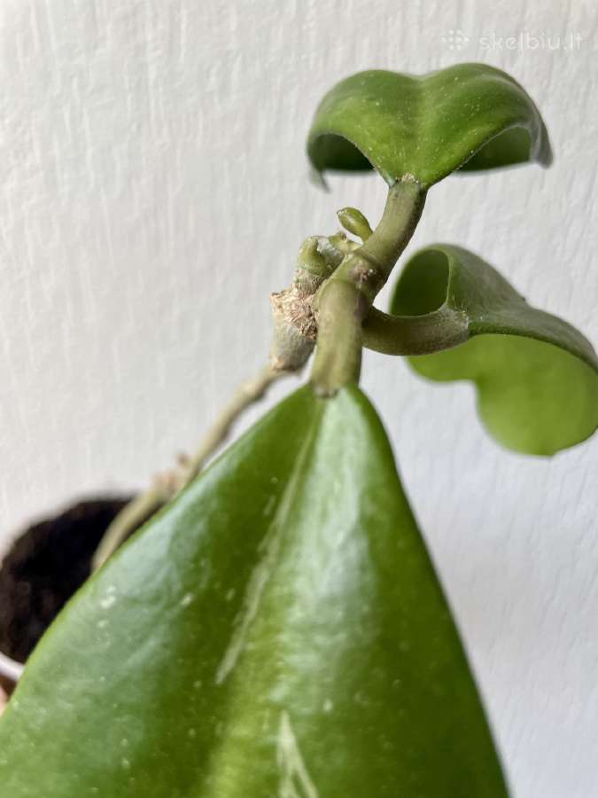 Hoya Kerrii - nuotraukos Nr. 3