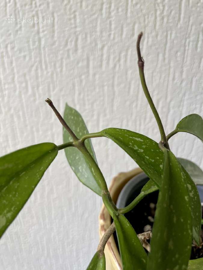 Hoya Publicalix - nuotraukos Nr. 2