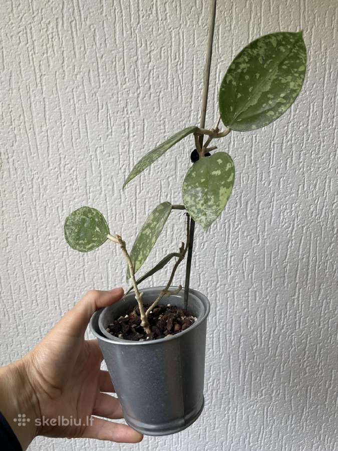 Hoya Acuta Epc-997 - nuotraukos Nr. 2