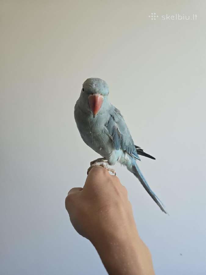 Kramero trys papūgos - nuotraukos Nr. 3