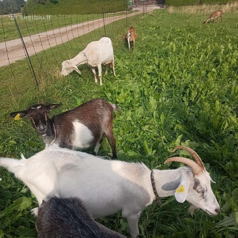 Nemelžiamos 6 ožkos - nuotraukos Nr. 4