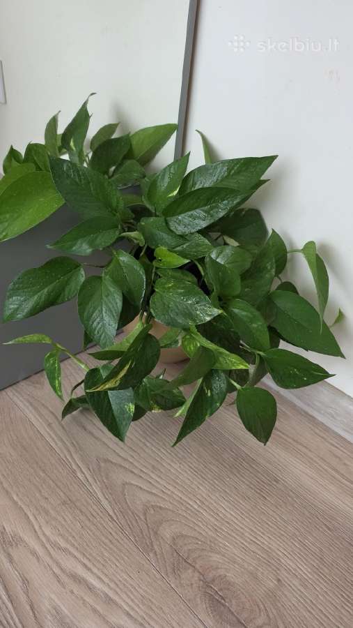 Epipremnum aureum - nuotraukos Nr. 2