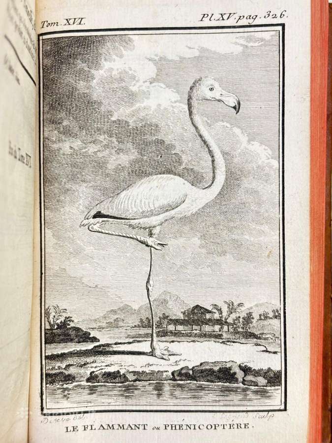 B. de Seve "Paukščių istorija" (1770-1785) - nuotraukos Nr. 10