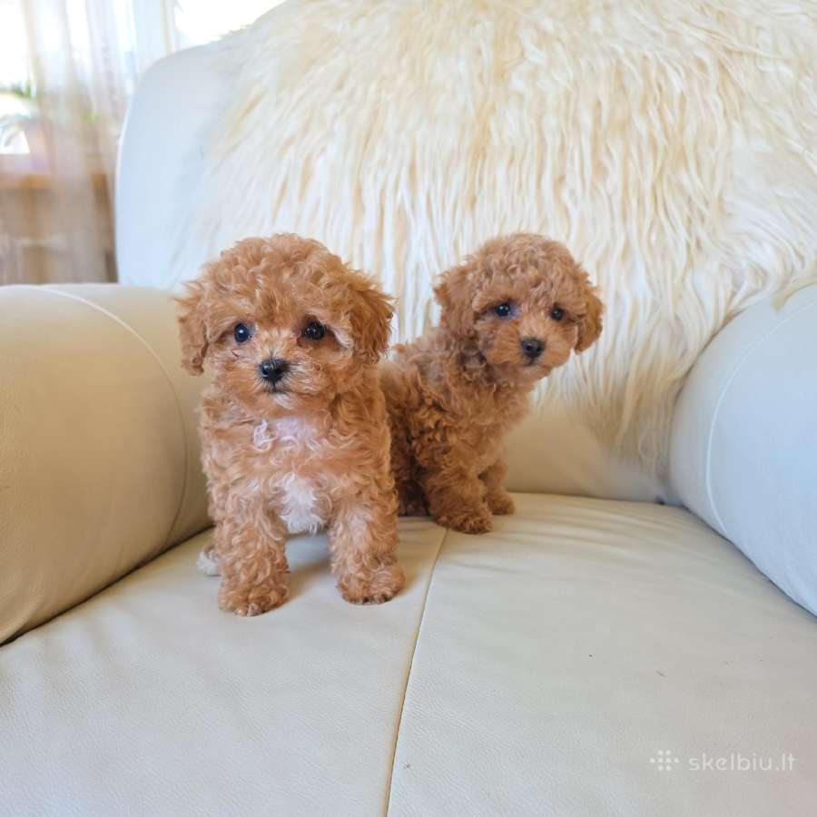 Maltipoo kalytė - nuotraukos Nr. 3