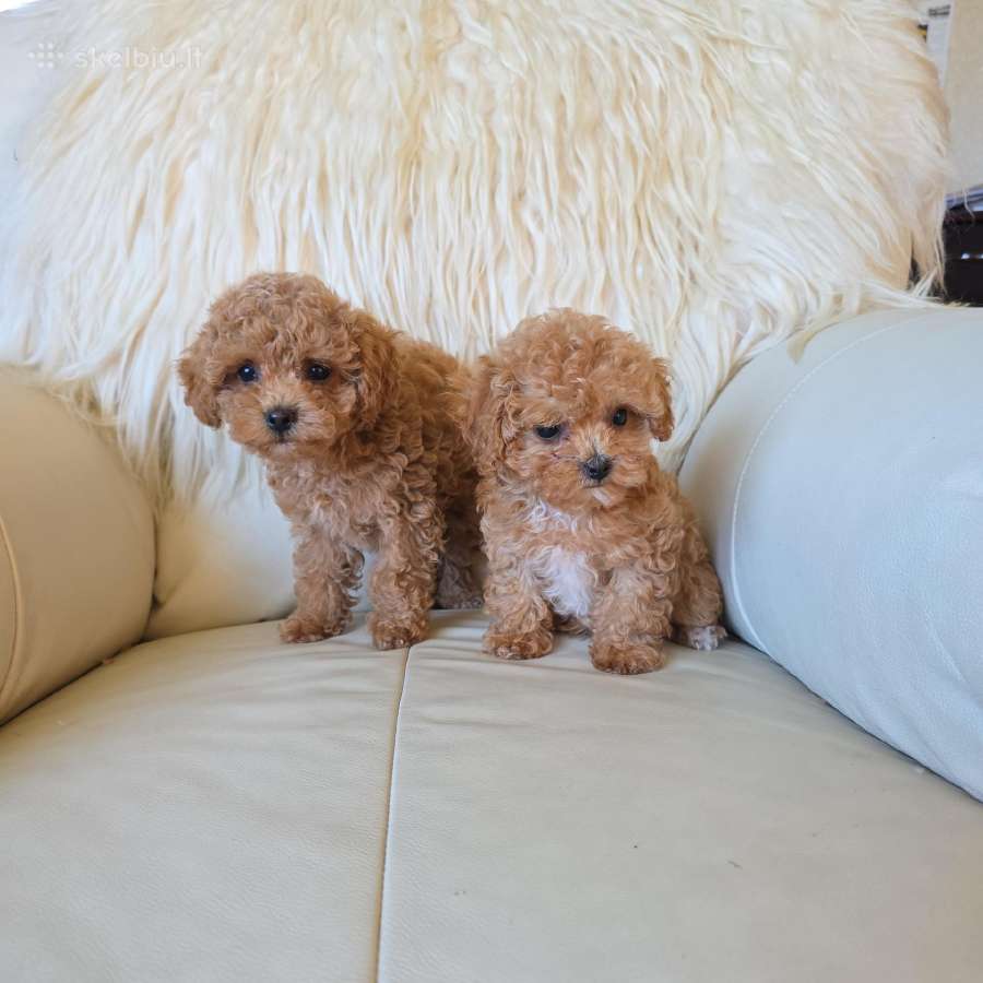 Maltipoo kalytės - nuotraukos Nr. 2