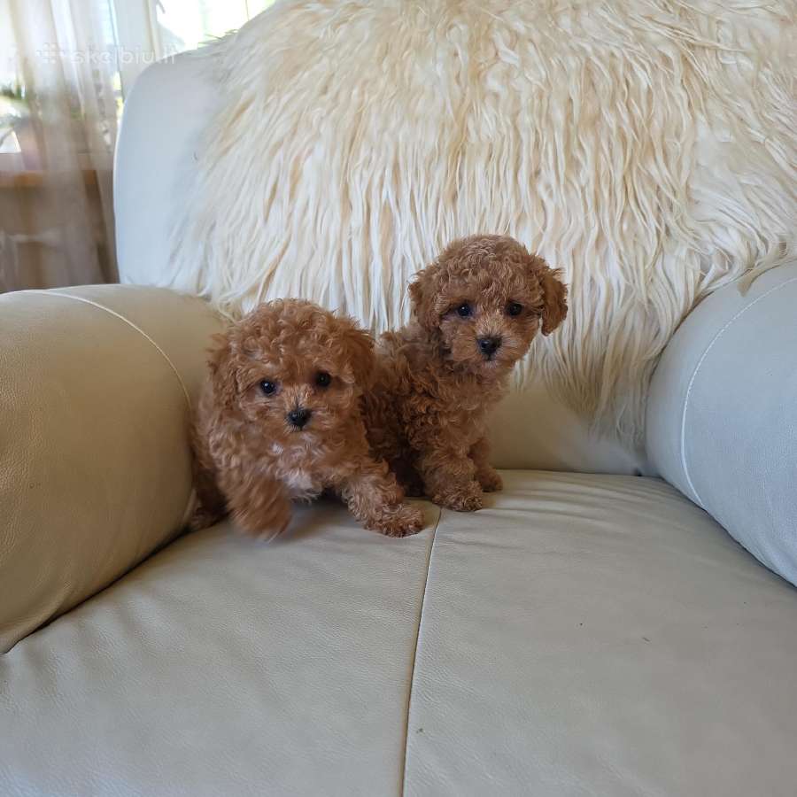 Maltipoo kalytės - nuotraukos Nr. 3
