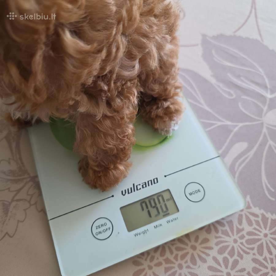 Maltipoo kalytės - nuotraukos Nr. 4