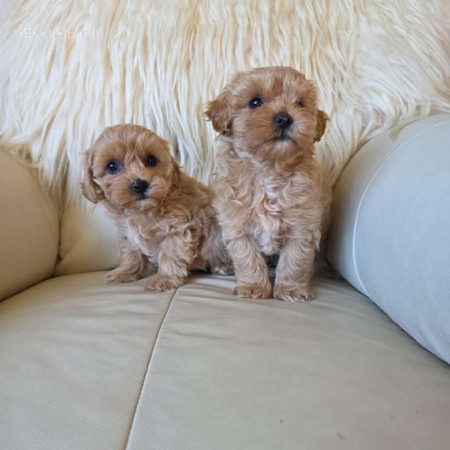 Maltipoo patinėliai - nuotraukos Nr. 2