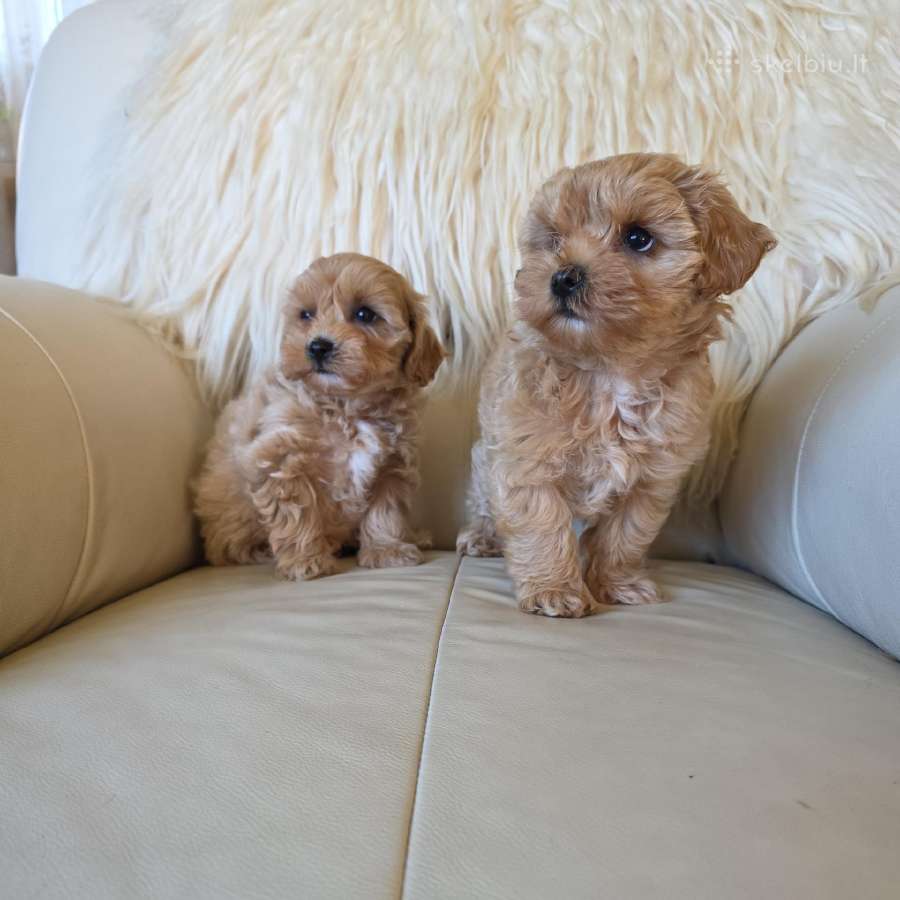 Maltipoo patinėliai - nuotraukos Nr. 3