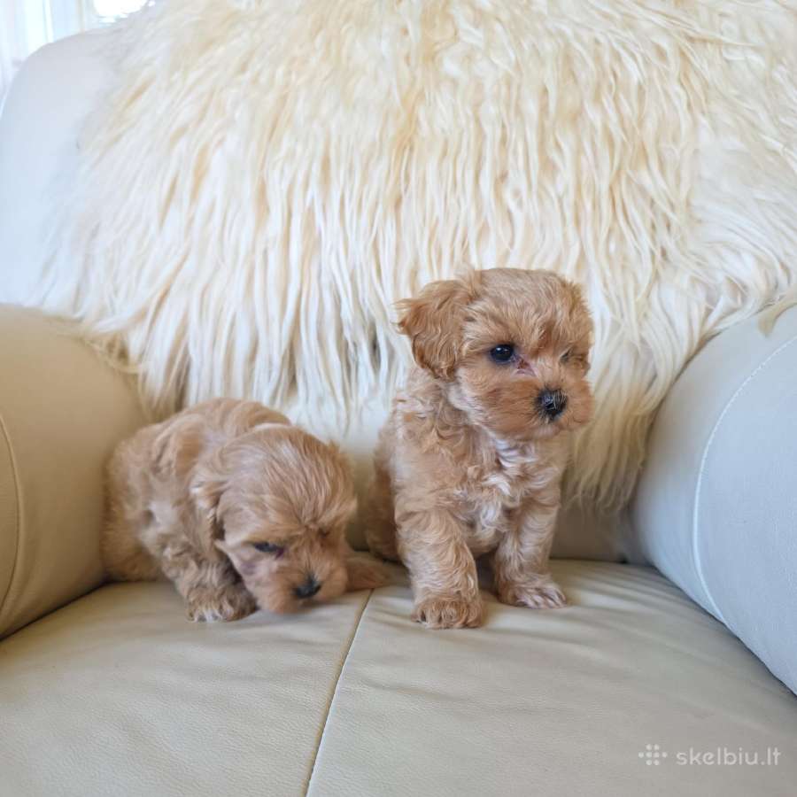 Maltipoo patinėliai - nuotraukos Nr. 4