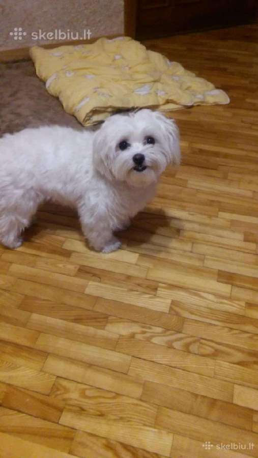 Maltipoo patinėliai - nuotraukos Nr. 5