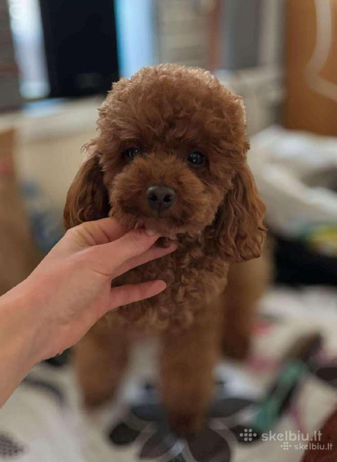 Maltipoo patinėliai - nuotraukos Nr. 6