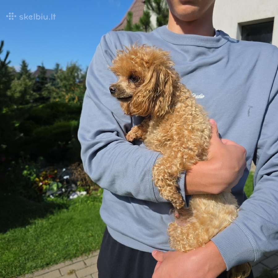 Maltipoo kalytės - nuotraukos Nr. 6