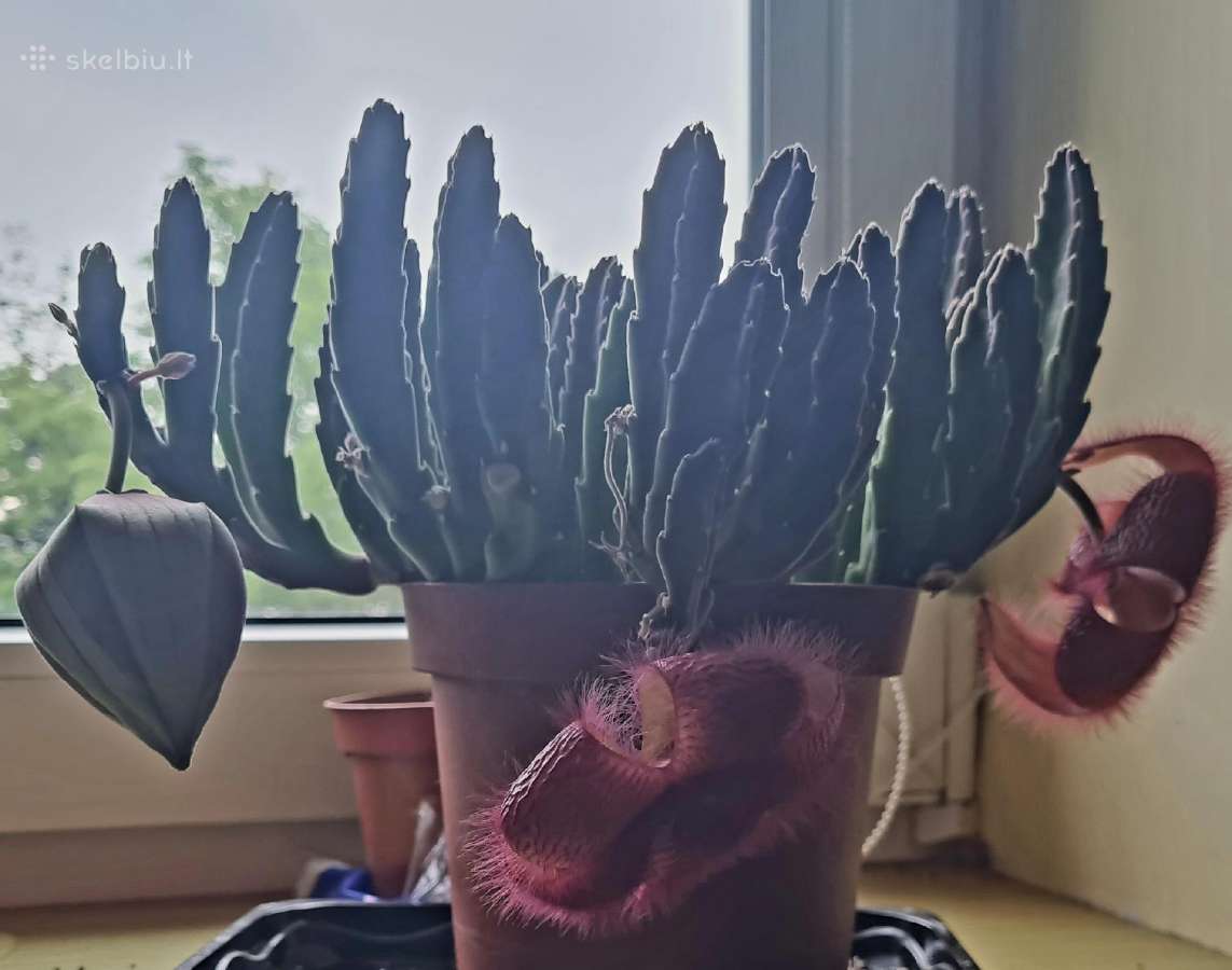 Parduodu kambarinę gėlę Stapeliją - nuotraukos Nr. 2