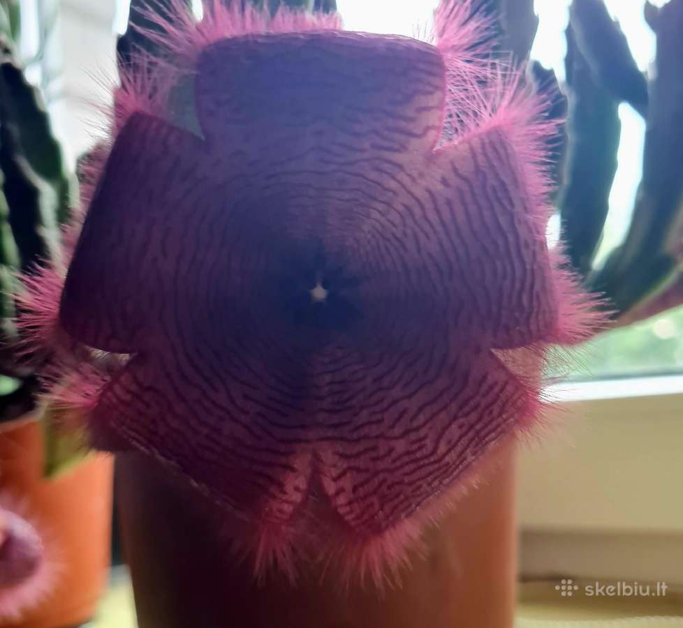 Parduodu kambarinę gėlę Stapeliją - nuotraukos Nr. 3