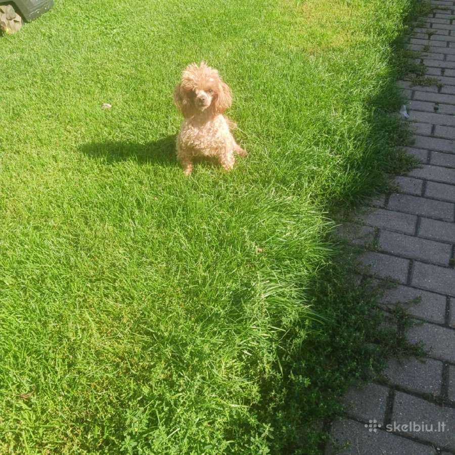 Maltipoo kalytės - nuotraukos Nr. 7