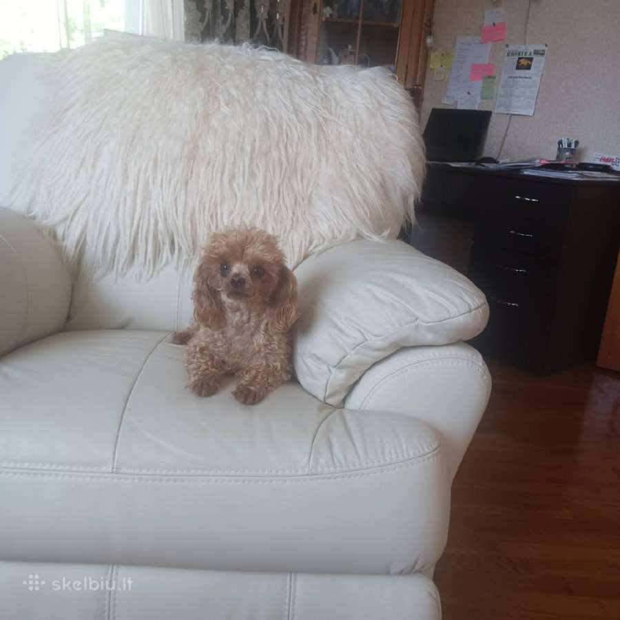 Maltipoo kalytės - nuotraukos Nr. 8