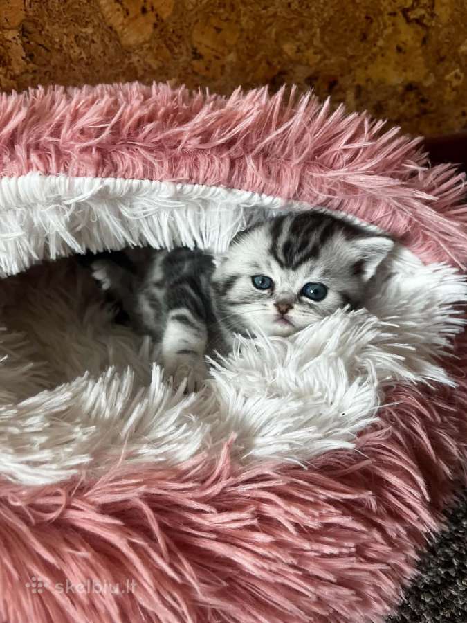 Britų trumpaplaukiai kačiukai – Brown Tabby ir Sil - nuotraukos Nr. 2
