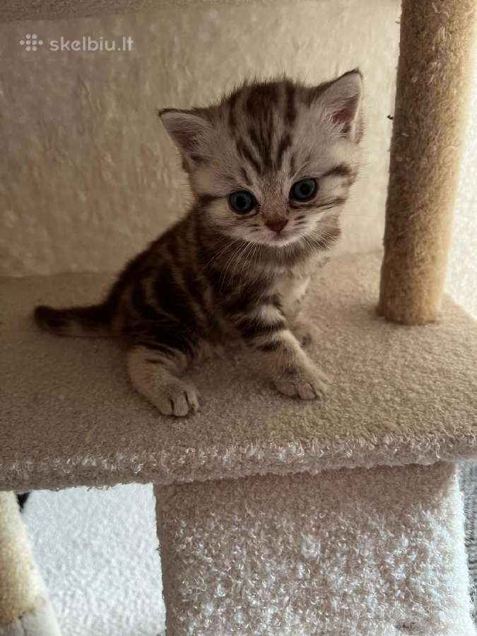 Britų trumpaplaukiai kačiukai – Brown Tabby ir Sil - nuotraukos Nr. 3
