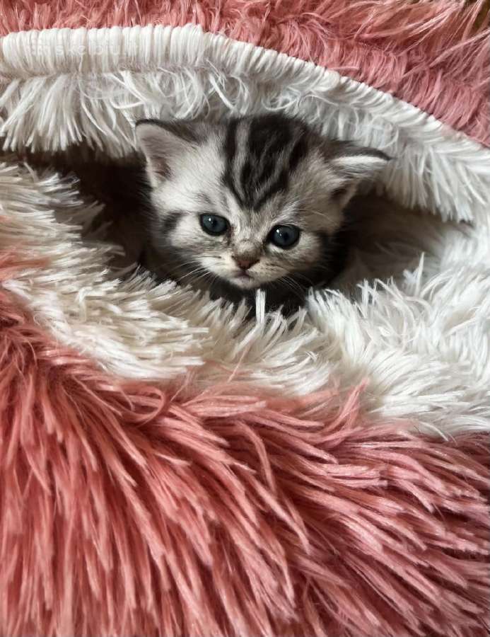 Britų trumpaplaukiai kačiukai – Brown Tabby ir Sil - nuotraukos Nr. 4