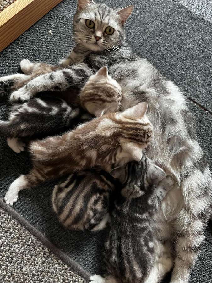 Britų trumpaplaukiai kačiukai – Brown Tabby ir Sil - nuotraukos Nr. 5