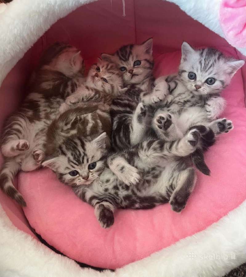 Britų trumpaplaukiai kačiukai – Brown Tabby ir Sil - nuotraukos Nr. 6