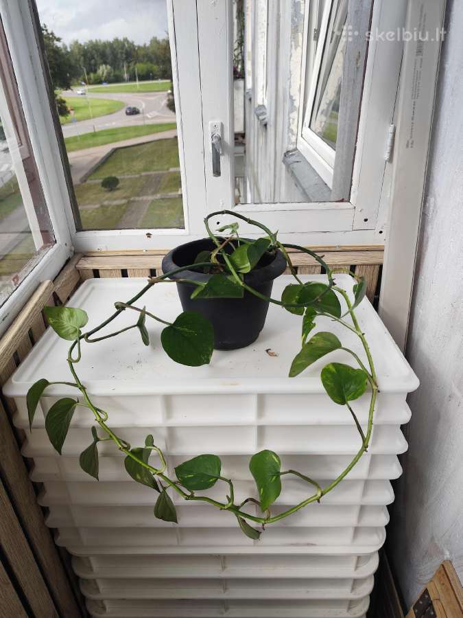 Kambarinės gėlės skindapas - nuotraukos Nr. 6