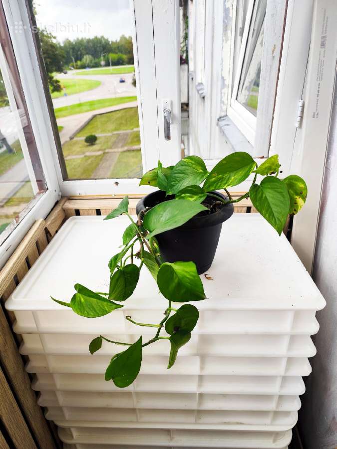 Kambarinės gėlės skindapas - nuotraukos Nr. 7