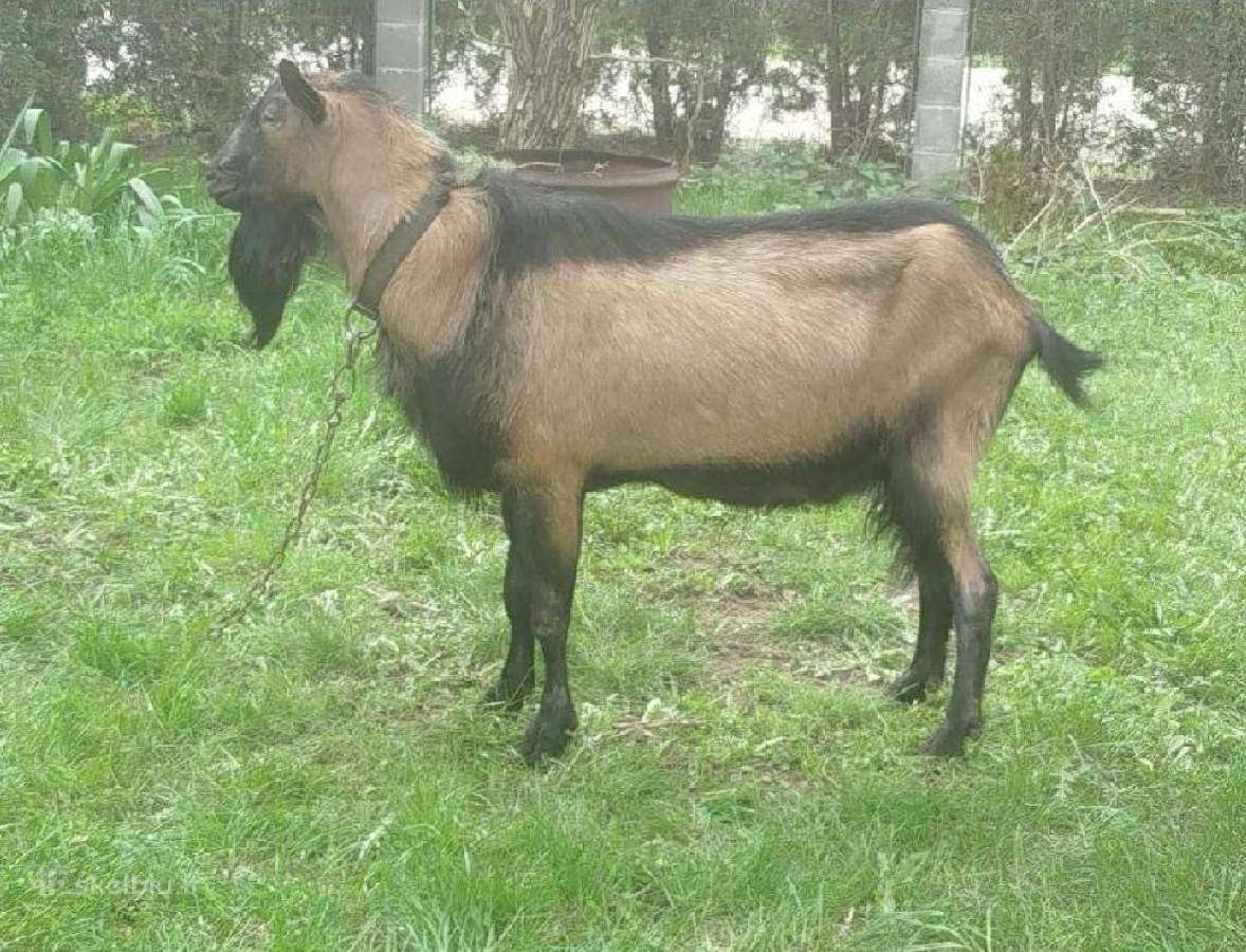 Tiuringijos ožkos ir alpinis šių metų oželis - nuotraukos Nr. 7