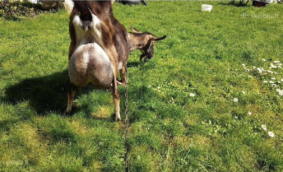 Tiuringijos ožkos ir alpinis šių metų oželis - nuotraukos Nr. 8