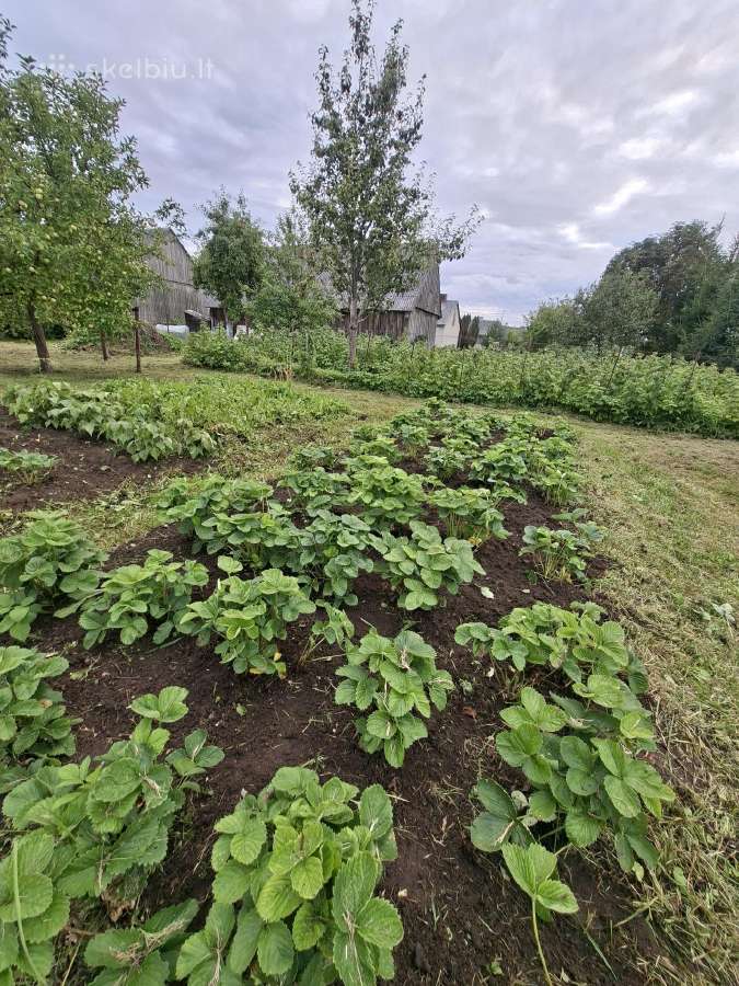 Parduodamas namas Tauragės raj. - nuotraukos Nr. 13