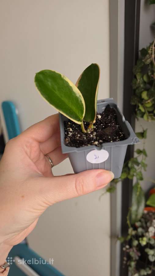Hoya australis albomarginata - nuotraukos Nr. 2