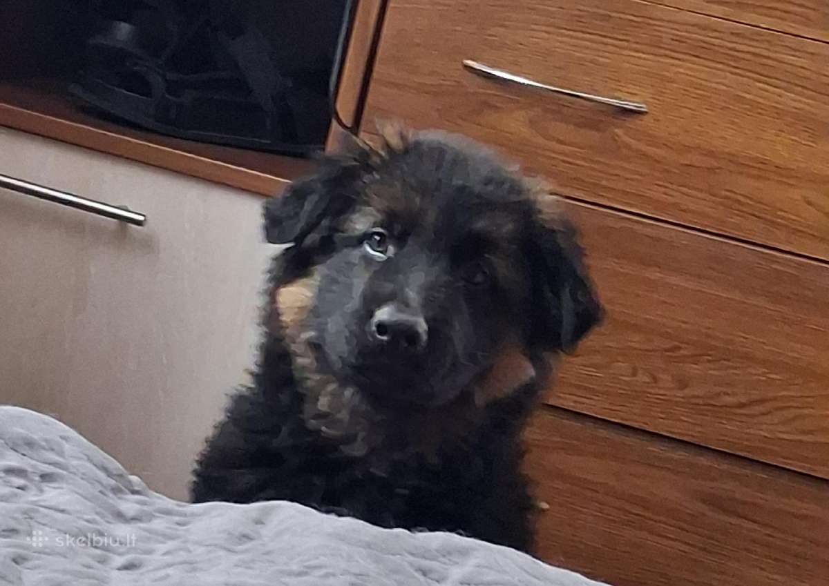 Miela ,draugišja 2.5 mėn kalytė - nuotraukos Nr. 2