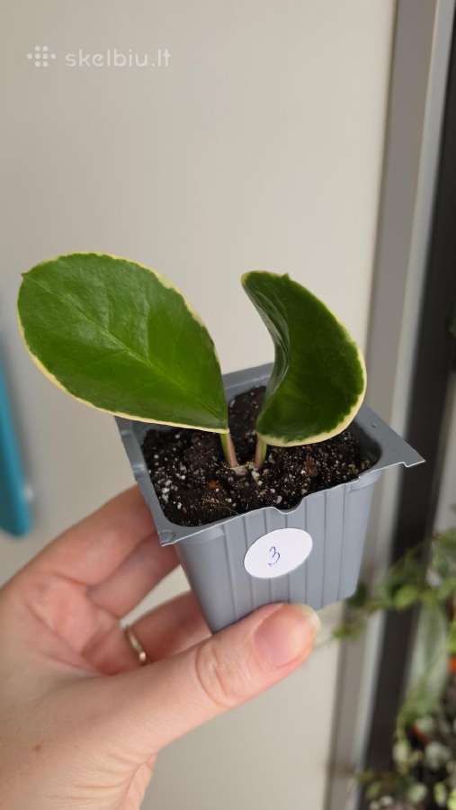 Hoya australis albomarginata - nuotraukos Nr. 3