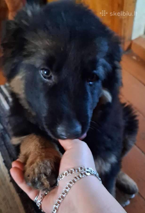 Miela ,draugišja 2.5 mėn kalytė - nuotraukos Nr. 3