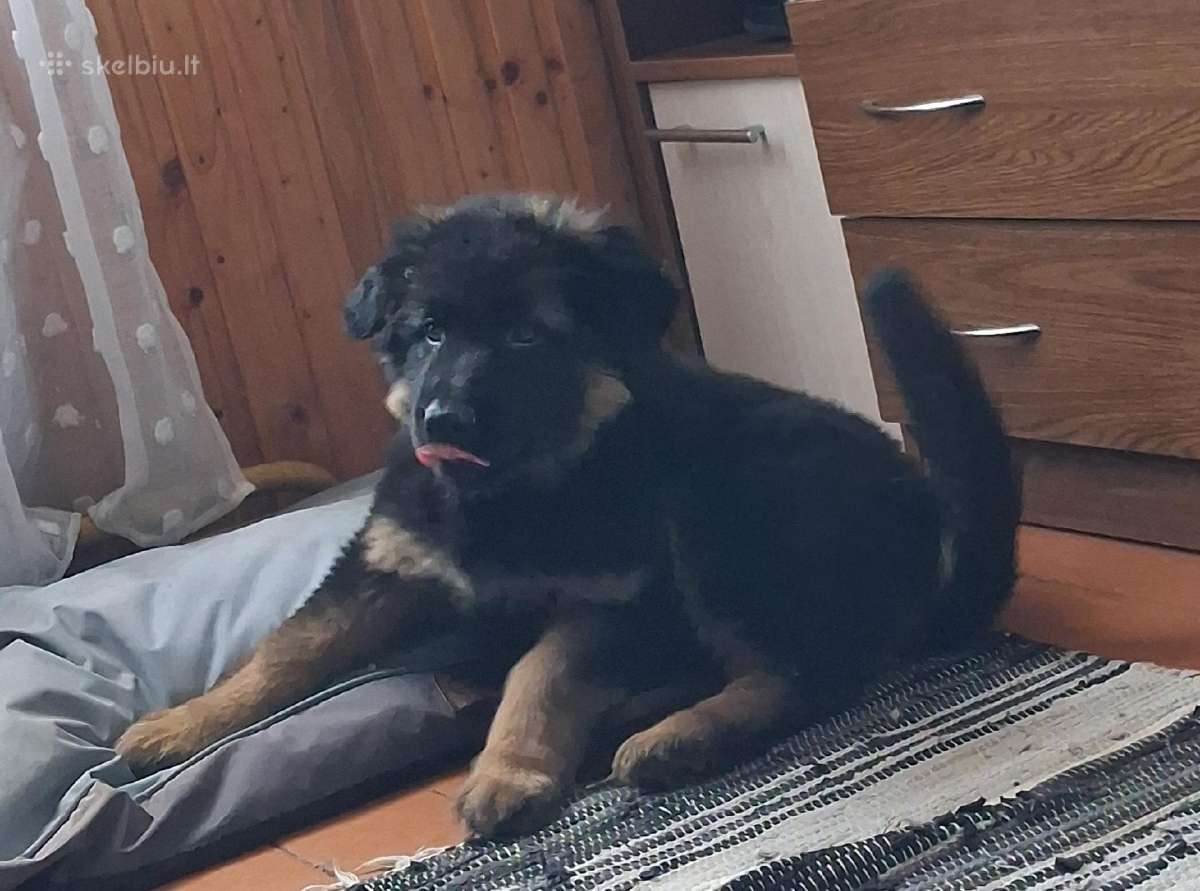 Miela ,draugišja 2.5 mėn kalytė - nuotraukos Nr. 4